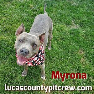 Myrona, American Staffordshire Terrier, senior, available for adoption