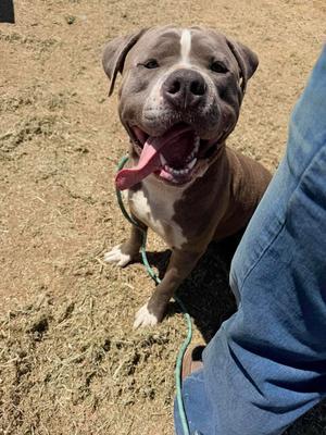 Augustus, American Pit Bull Terrier, adult, available for adoption