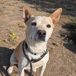 Buster, Queensland Heeler, adult, available for adoption
