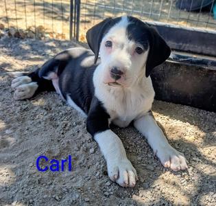 Carl, Pit Bull Terrier, puppy, available for adoption