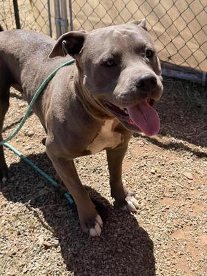 Andre, American Pit Bull Terrier, adult, available for adoption