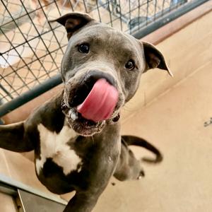 Andre, American Pit Bull Terrier, adult, available for adoption