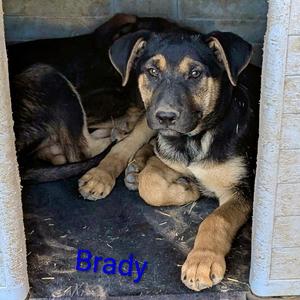 Brady, Shepherd, puppy, available for adoption
