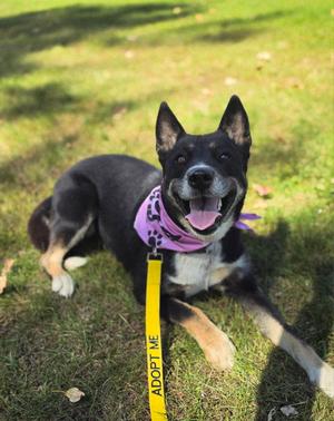Cocoa, Australian Shepherd / Australian Kelpie, adult, available for adoption