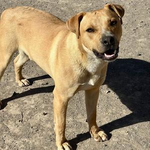BoBo, Rottweiler, adult, available for adoption