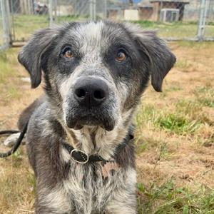 Angus, Hound, adult, available for adoption