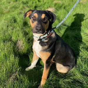 Bobby, Rottweiler / Shepherd, adult, available for adoption