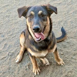 A happy dog with a black and brown coat sitting on a sandy surface, its tongue out and looking up.