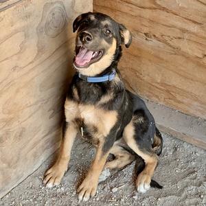 Boudica, Shepherd, puppy, available for adoption