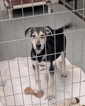 A black and white dog standing behind a metal fence, looking directly at the camera.