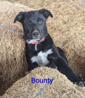 Bounty, Labrador Retriever, puppy, available for adoption