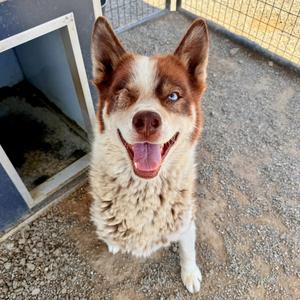 Comet, Husky, adult, available for adoption