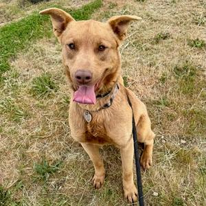 Alaska, Australian Cattle Dog/Blue Heeler, adult, available for adoption