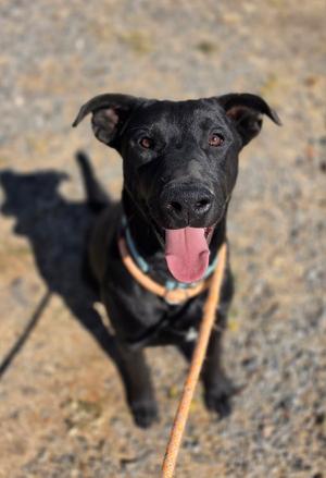 Bocephus, Labrador Retriever / Shepherd, puppy, available for adoption