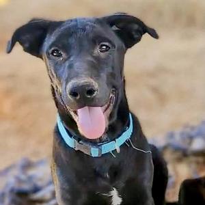 Bocephus, German Shepherd Dog / Labrador Retriever, puppy, available for adoption