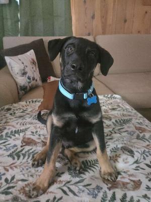 A black and tan puppy with a blue collar sitting on a floral blanket.