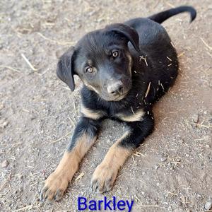 Barkley, Shepherd, puppy, available for adoption