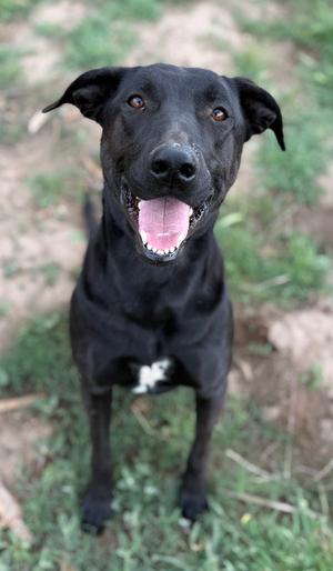 Boomer, Labrador Retriever / Greyhound, adult, available for adoption