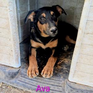 Ava, German Shepherd Dog / Labrador Retriever, puppy, available for adoption