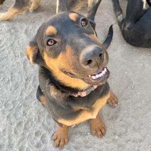A black and tan dog sitting on a concrete surface, looking up with its mouth slightly open, showing its teeth.