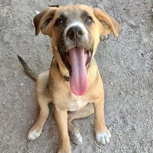 Billy, Shepherd, puppy, available for adoption