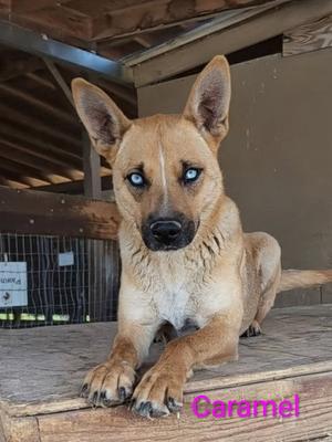 Caramel, Shepherd, adult, available for adoption