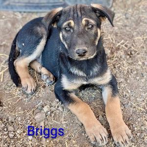 Briggs, Shepherd, puppy, available for adoption