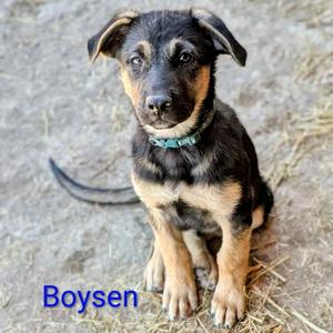 Boysen, Shepherd, puppy, available for adoption