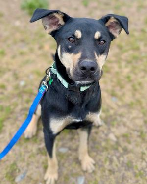 Barrett, Doberman Pinscher / Pit Bull Terrier, adult, available for adoption