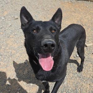 Cash, Belgian Shepherd Malinois, adult, available for adoption
