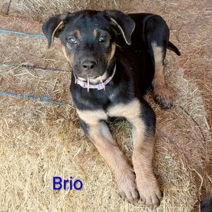 Brio, Shepherd, puppy, available for adoption