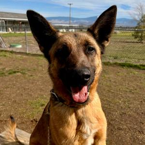 Cade, Belgian Shepherd Malinois, adult, available for adoption