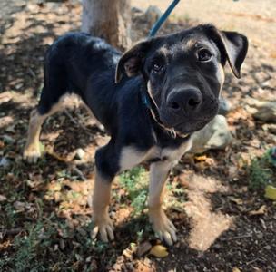 Bramble, Shepherd, puppy, available for adoption
