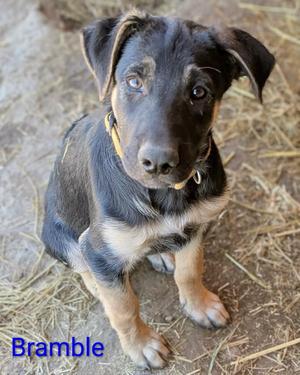 Bramble, Shepherd, puppy, available for adoption