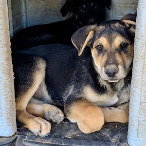 Brees, Shepherd, puppy, available for adoption