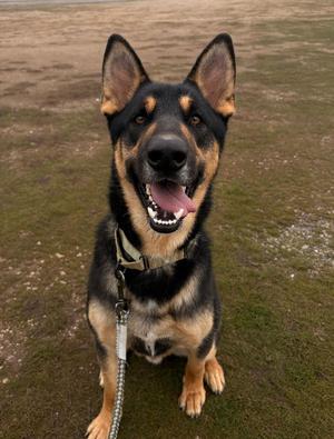 Bart, German Shepherd Dog, adult, available for adoption