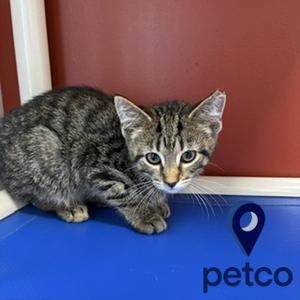 Izabello, kitten, available for adoption