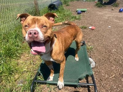 ANAKIN, Pit Bull Terrier, young, available for adoption