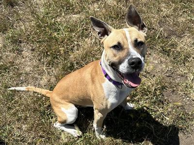 JASPER, Pit Bull Terrier, adult, available for adoption