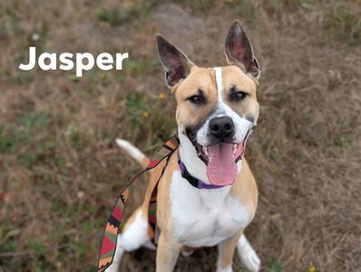 A happy dog named Jasper sitting on grass with a colorful leash.