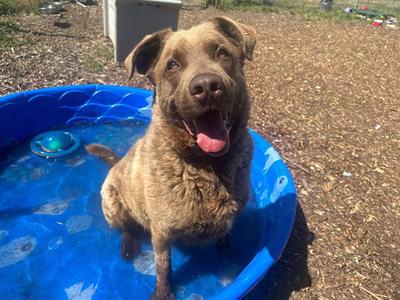 ALTON, Chesapeake Bay Retriever, adult, available for adoption