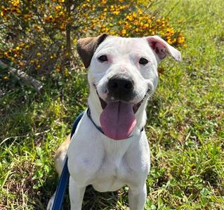 ROO, American Pit Bull Terrier, adult, available for adoption