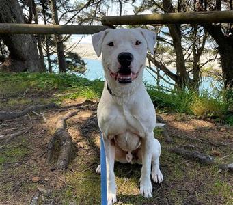 DEAN, Dogo Argentino, adult, available for adoption