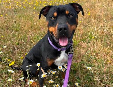 ROOSTER, Pit Bull Terrier, adult, available for adoption