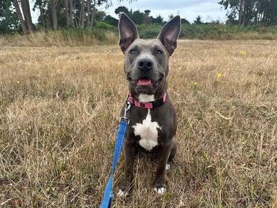 A black and white dog with a pink collar and blue leash standing in a field of dry grass.