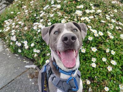 APOLLO, Pit Bull Terrier, young, available for adoption
