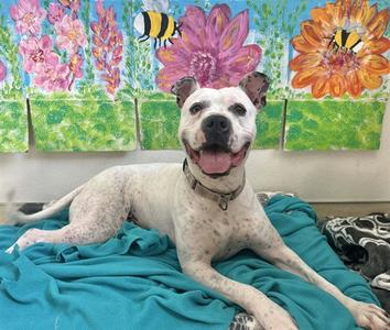 CHANCE, Boxer, adult, available for adoption