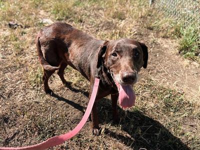DOUG, Labrador Retriever, senior, available for adoption