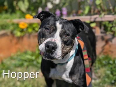 HOPPER, Pit Bull Terrier, adult, available for adoption