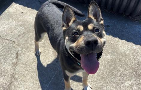 BANJO, German Shepherd Dog / French Bulldog, adult, available for adoption
